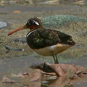 Greater Painted-Snipe